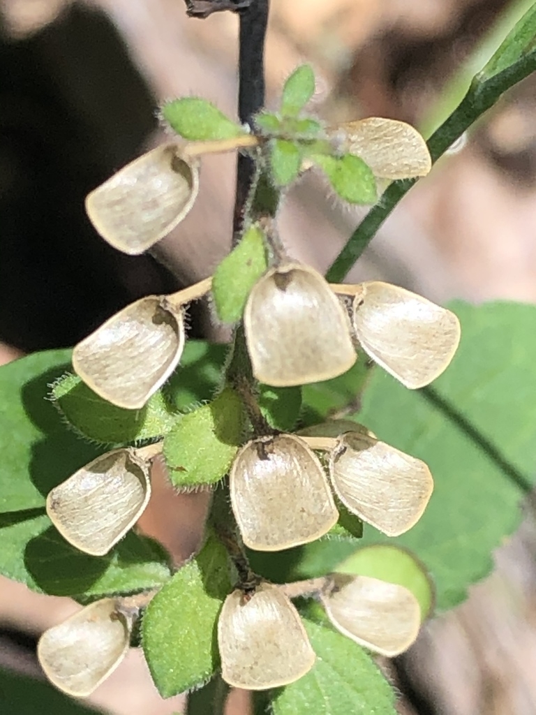 Seed capsule in Oct.