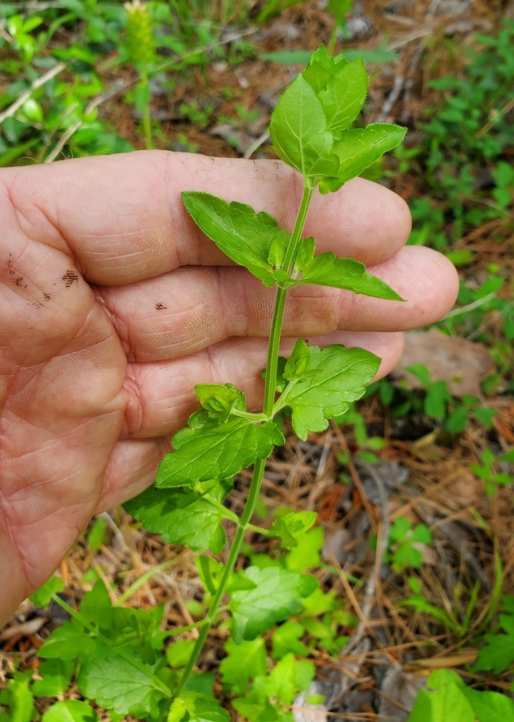Square stem
