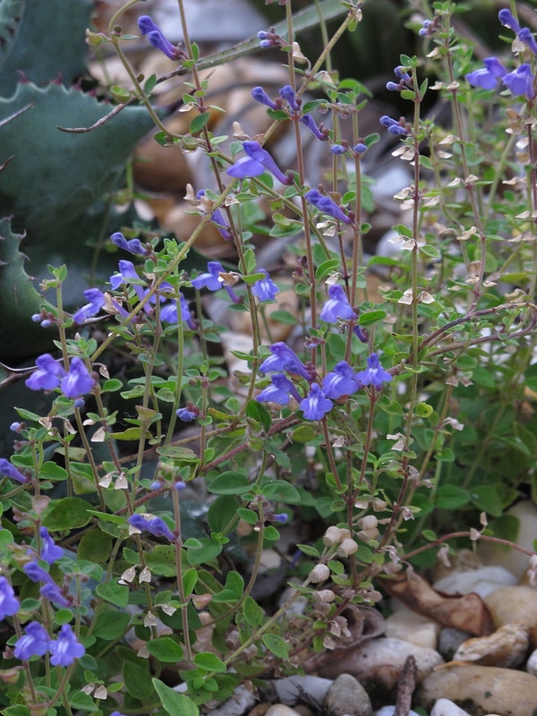 small plants with purple, 2-lipped flowers.