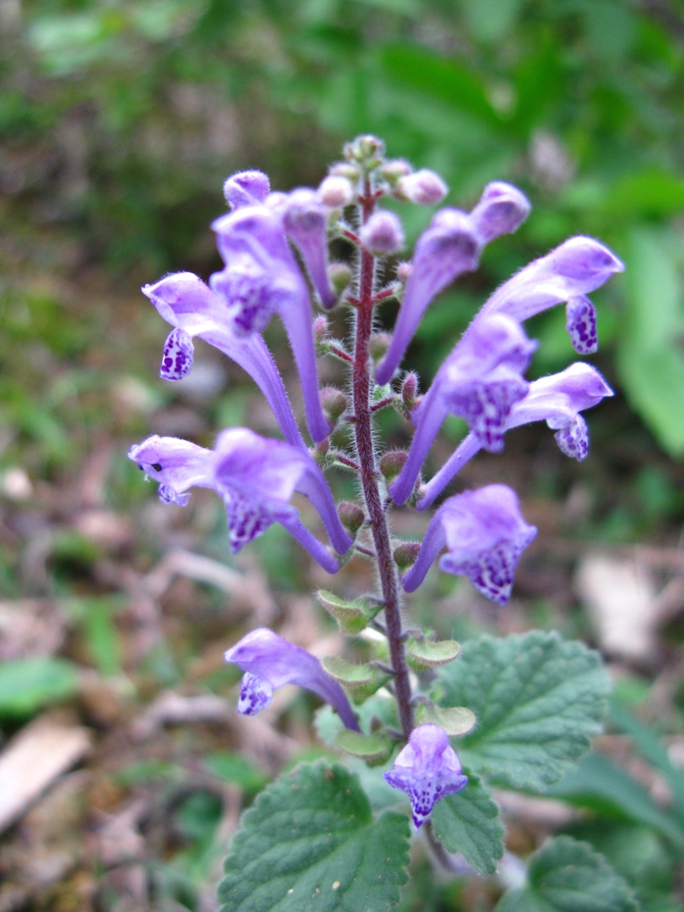 Inflorescence of purple, 2-lipped flowers.