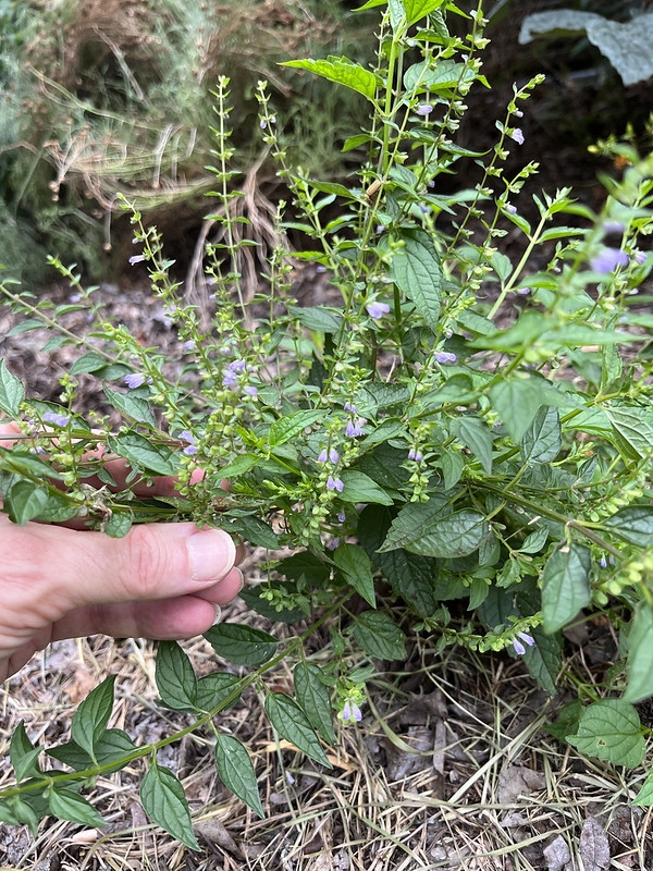 Tiny purple, 2-lipped flowers on a leafy shoot