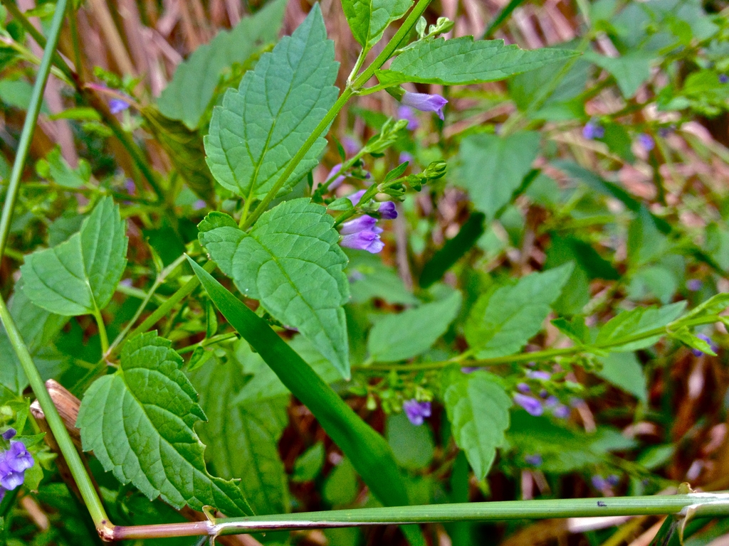 Leaves of S. lateriflora