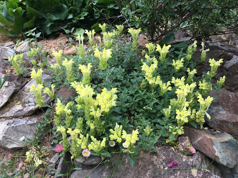 small spreading plant with yellow, 2-lipped flowers.