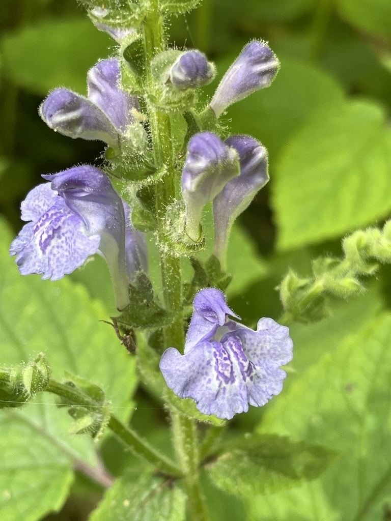 Close up of flower
