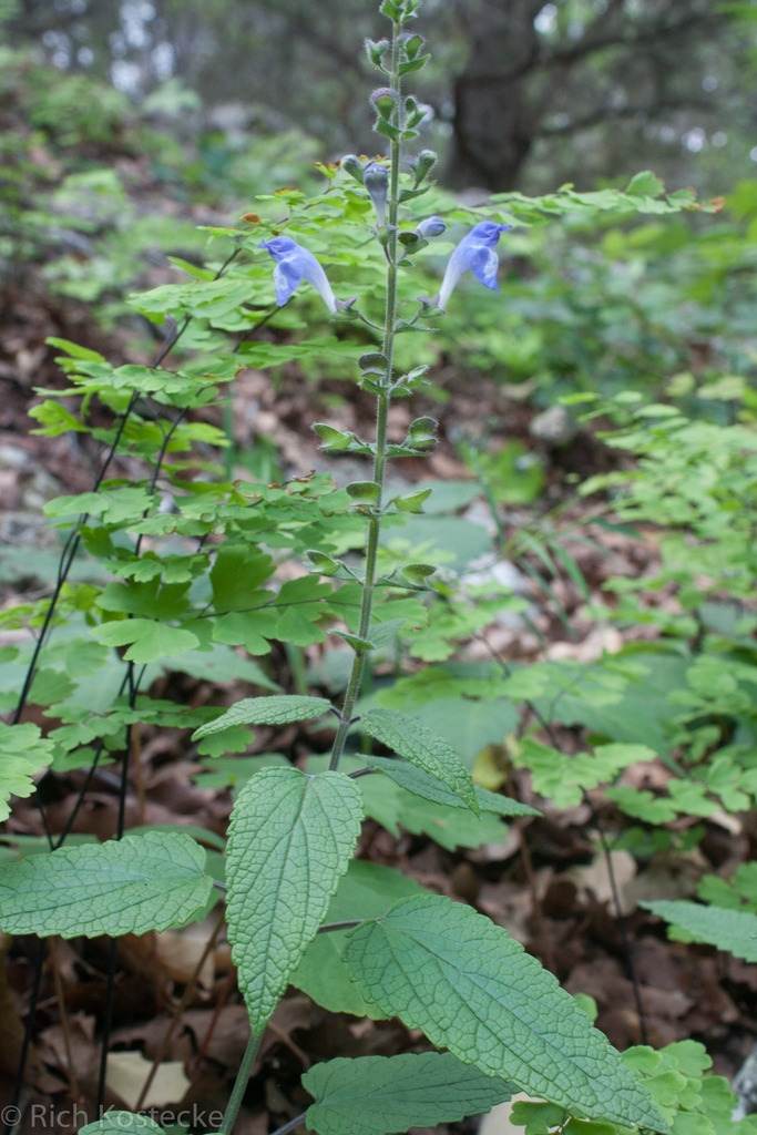 Form in bloom