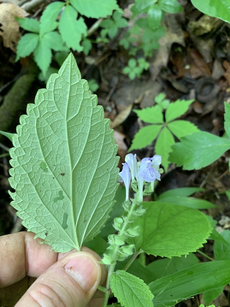 Underside of leaf