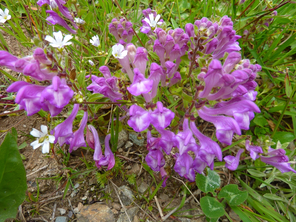 Scutellaria pontica