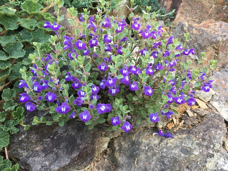 small spreading plant with purple, 2-lipped flowers.