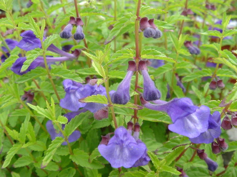 Scutellaria serrata