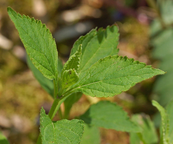 Scutellaria serrata