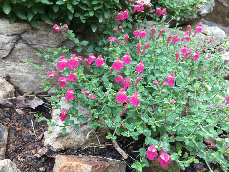 small spreading plant with red, 2-lipped flowers.