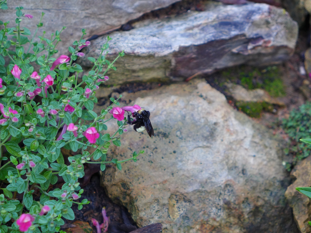 Scutellaria suffrutescens