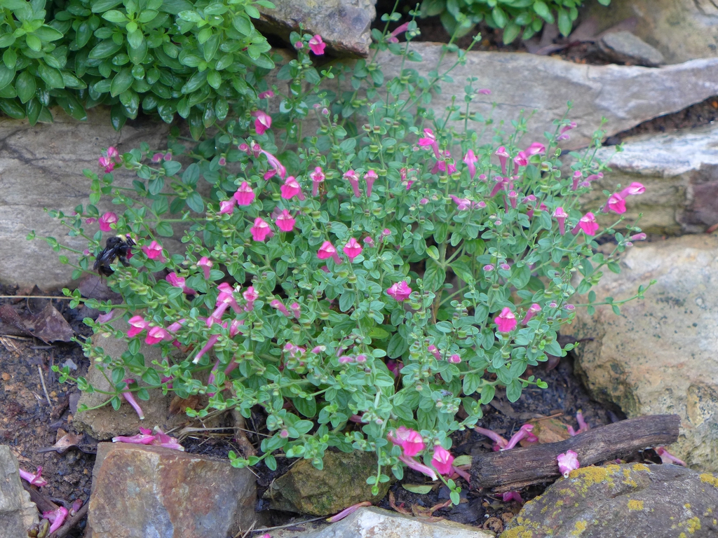 Scutellaria suffrutescens
