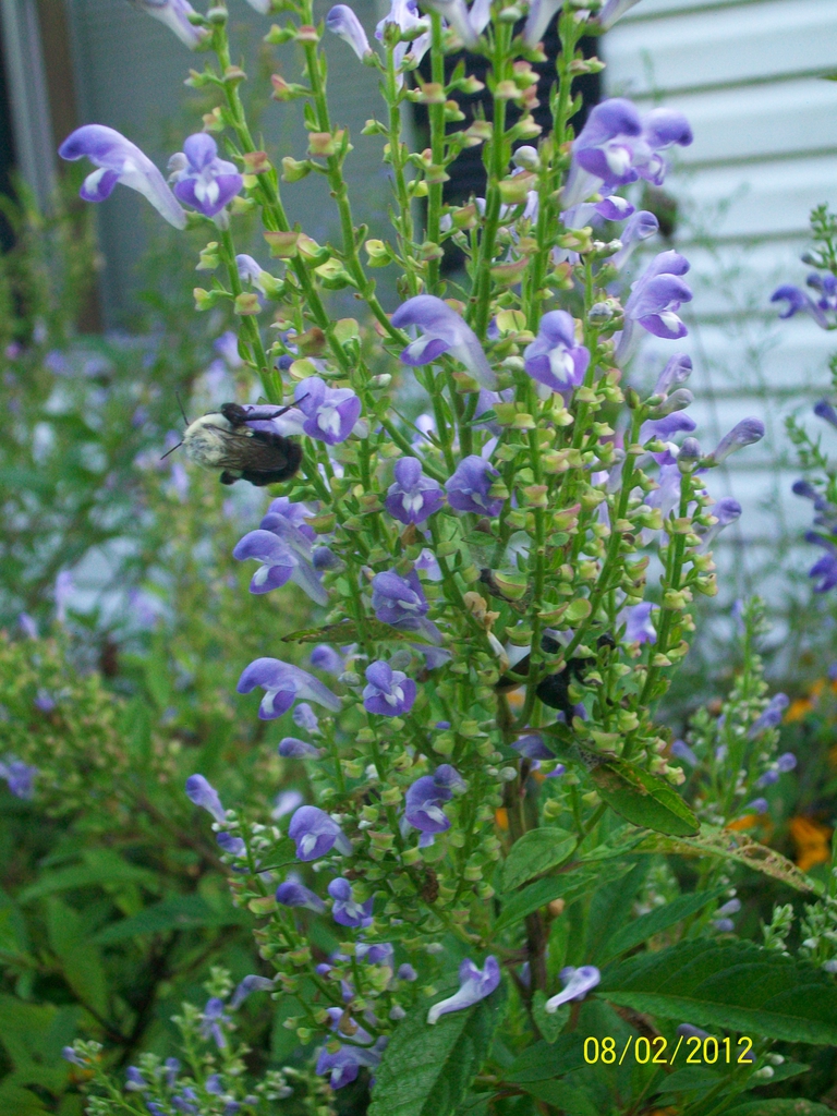 bloom with bumblebee, summer, McDowell County, NC