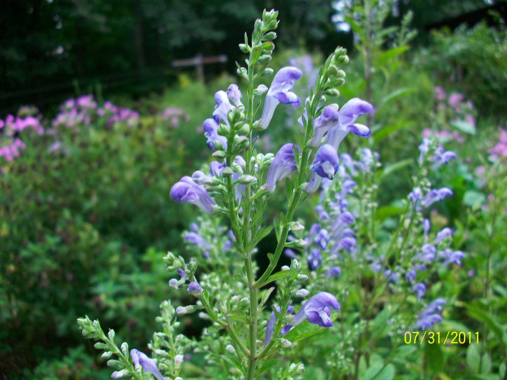 bloom, summer, Iredell County, NC