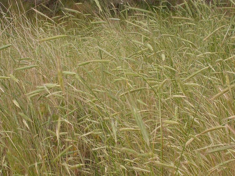 Field of rye