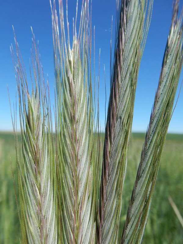 Spikes of rye