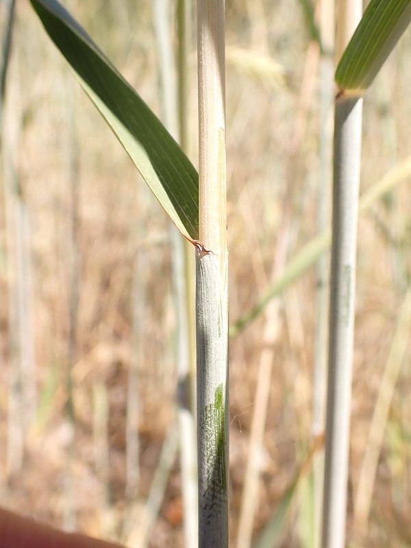 Close-up of the leaf sheaths and auricles