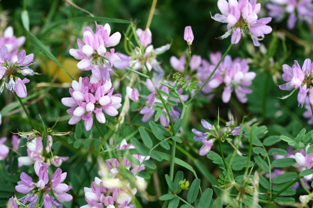 leaves and flowers