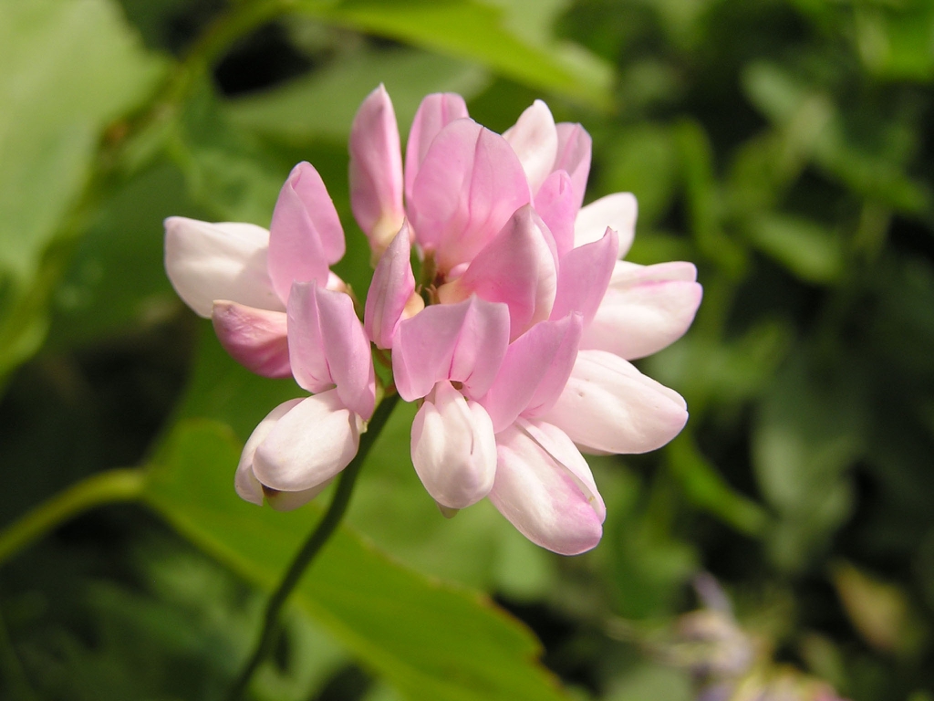 leaves and flowers