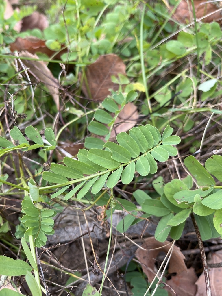 Compound leaves
