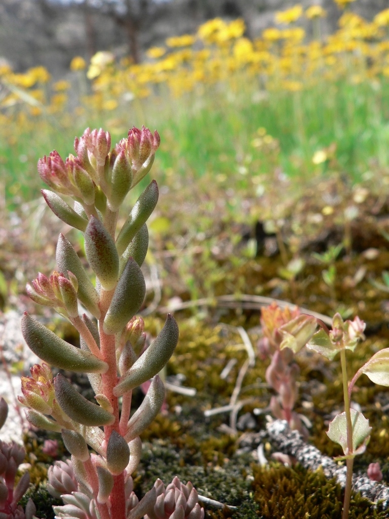 Stem