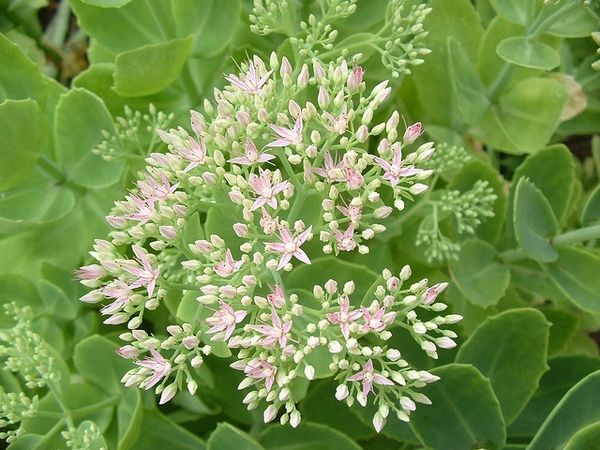 Leaf and immature flower detail