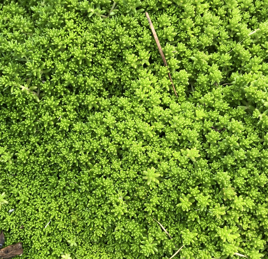 'Fine Gold' habit, Wake County, NC