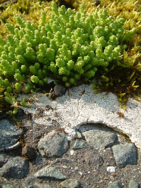 Sedum acre