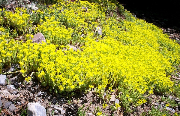 Sedum acre