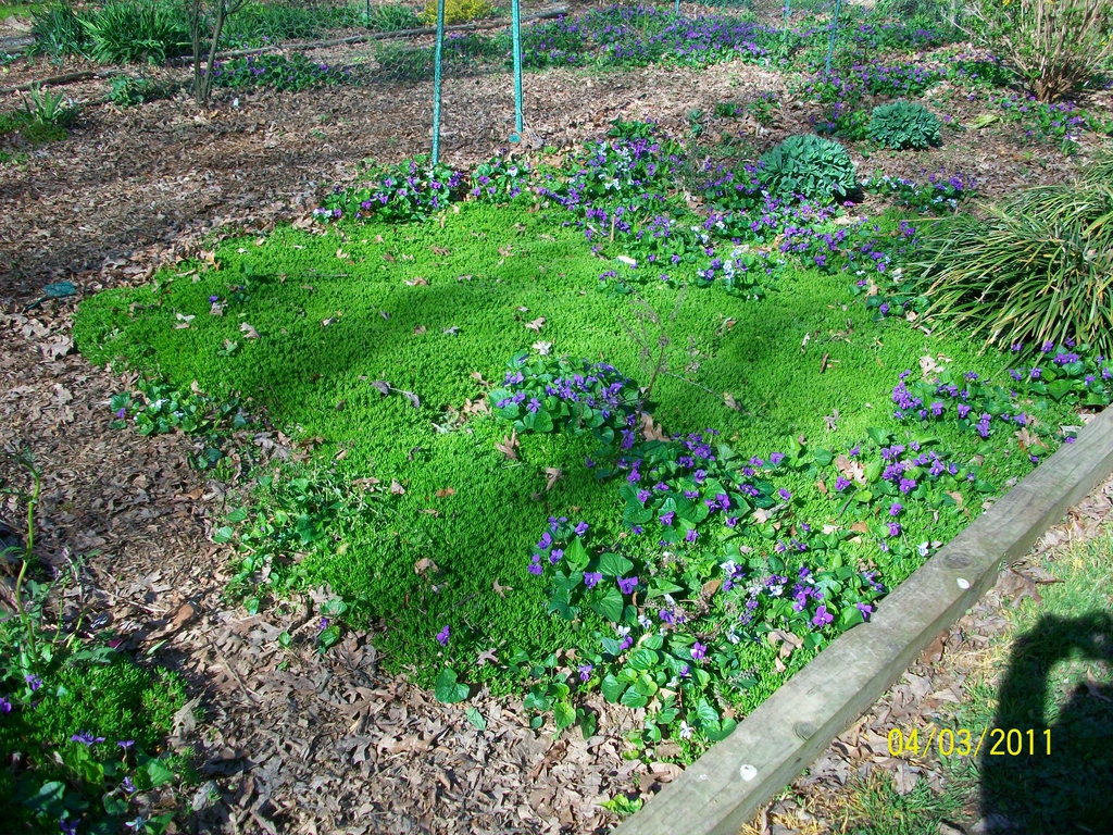 Sedum carpet with Viola blooms, spring, Iredell County, NC