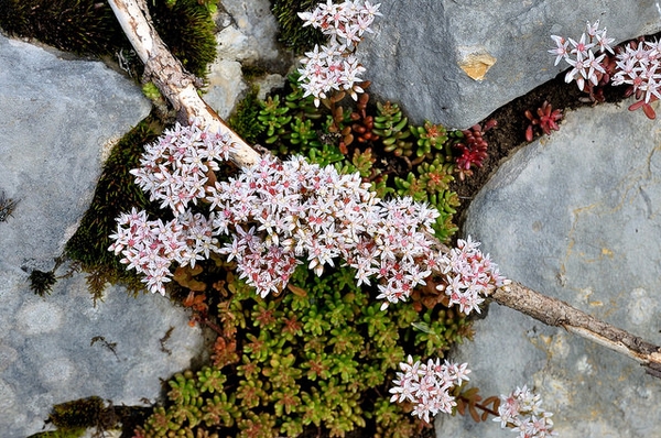 Plant growing among the rocks