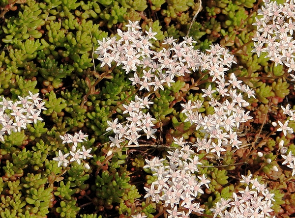 Clump in bloom