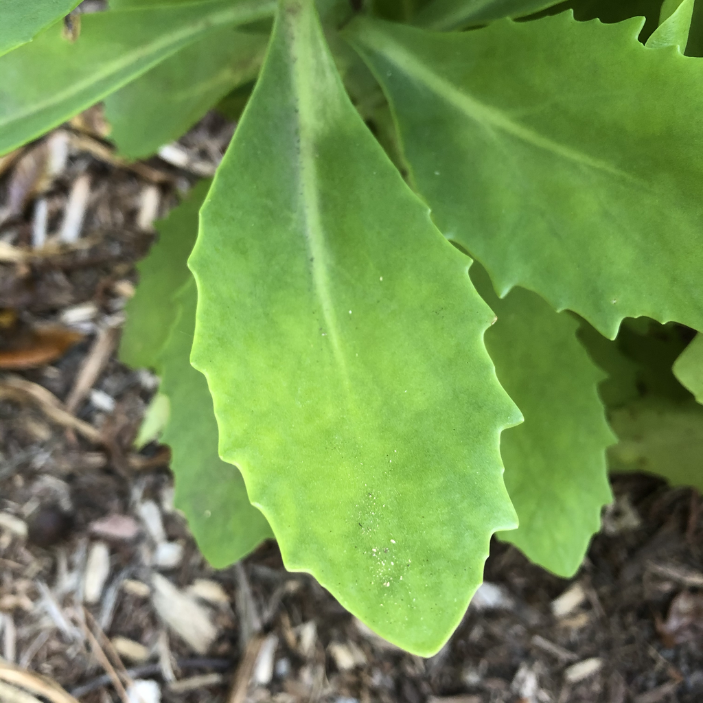 Sedum spectabile 'Autumn Joy'