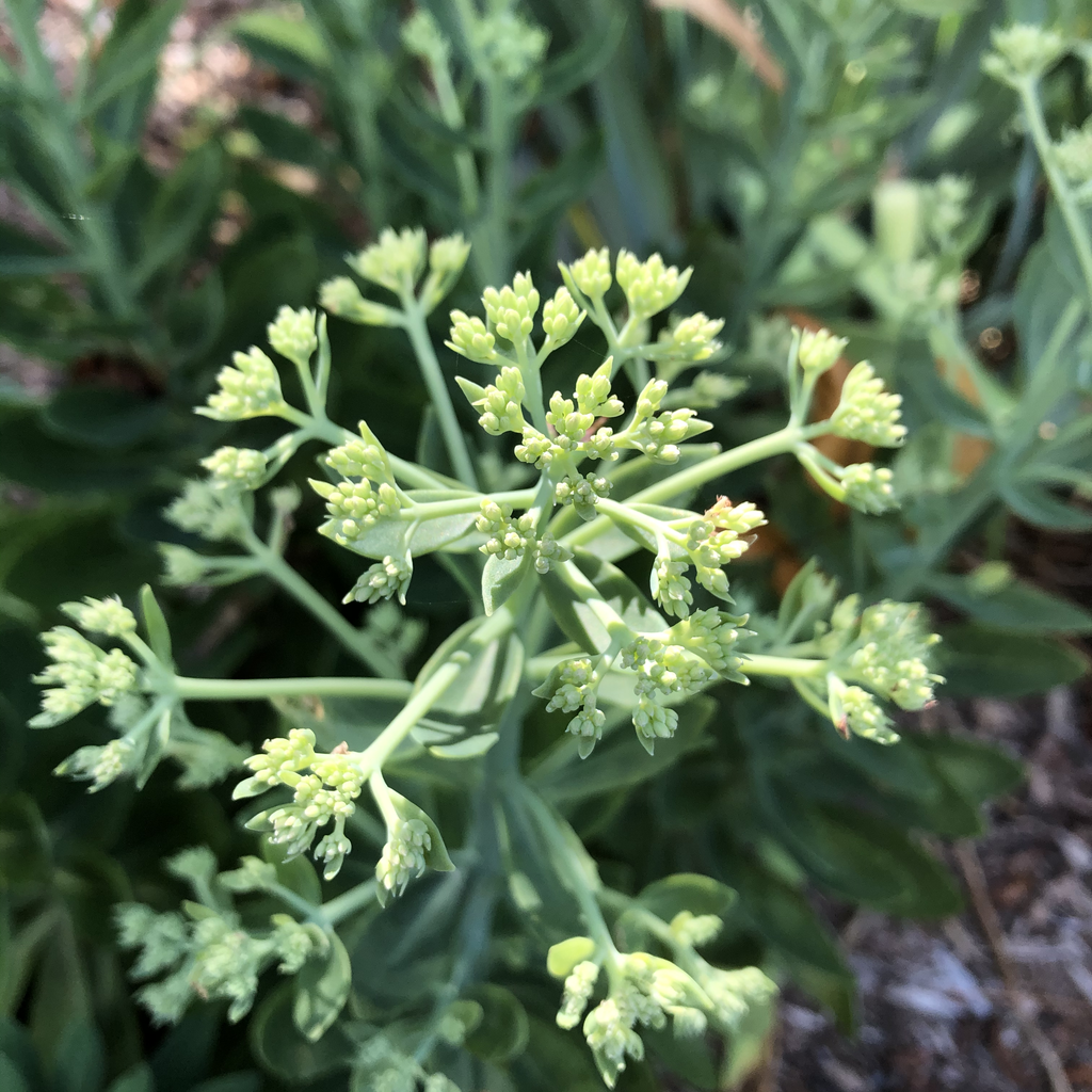 Sedum spectabile 'Autumn Joy'