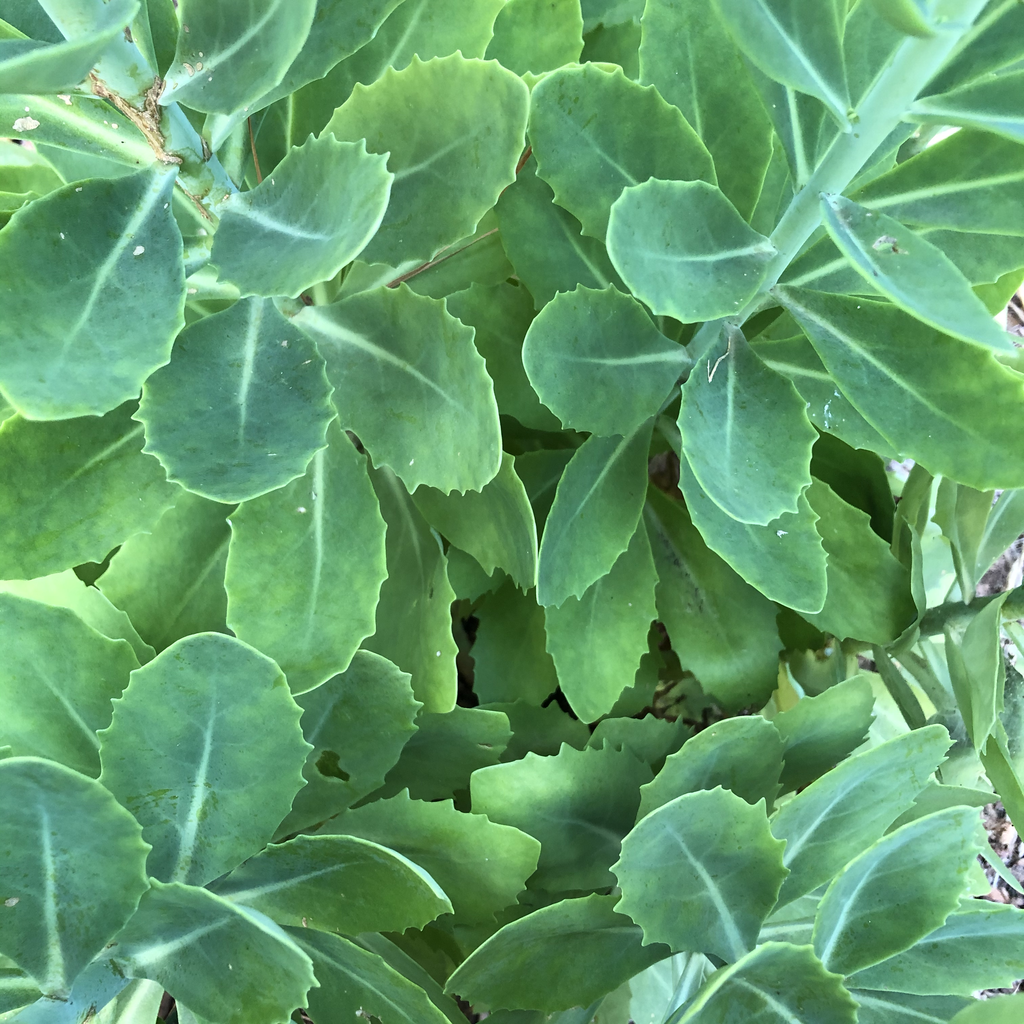 Sedum spectabile 'Autumn Joy'