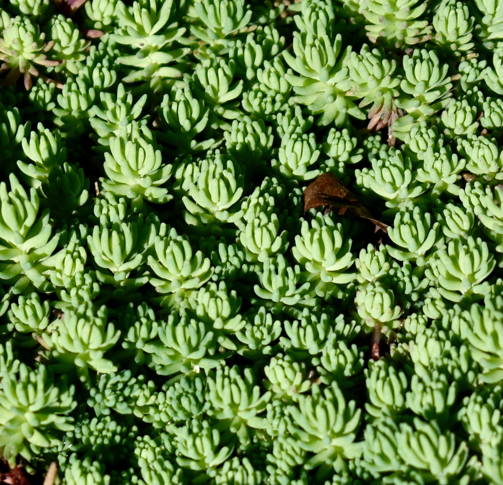 Form