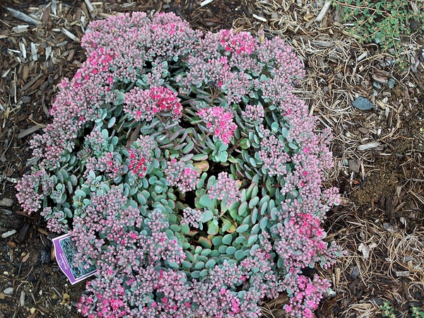 Sedum cauticola