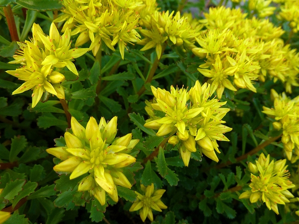 yellow star-shaped flowers.