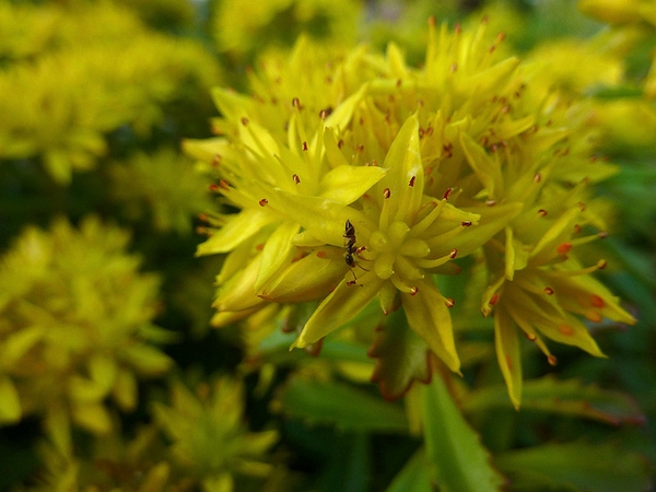 Sedum kamtschaticum