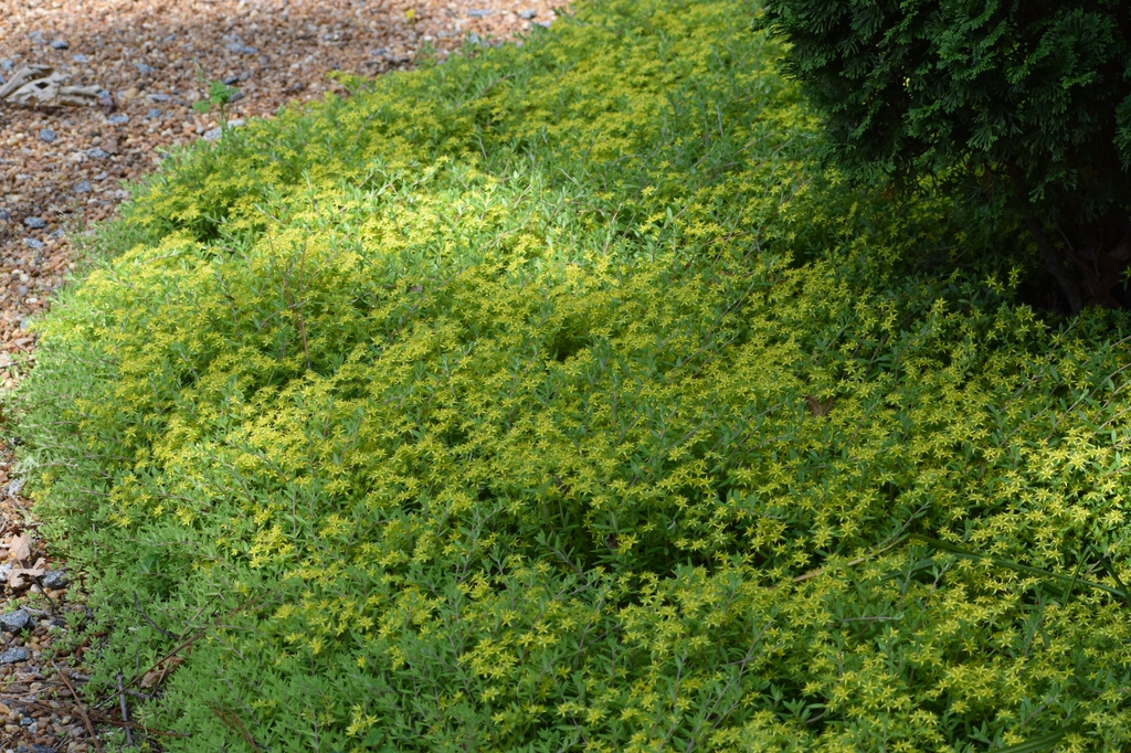 Sedum lineare
