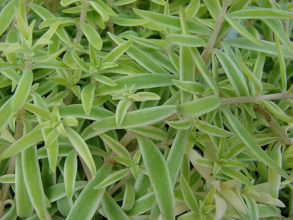Sedum lineare 'Variegatum'
