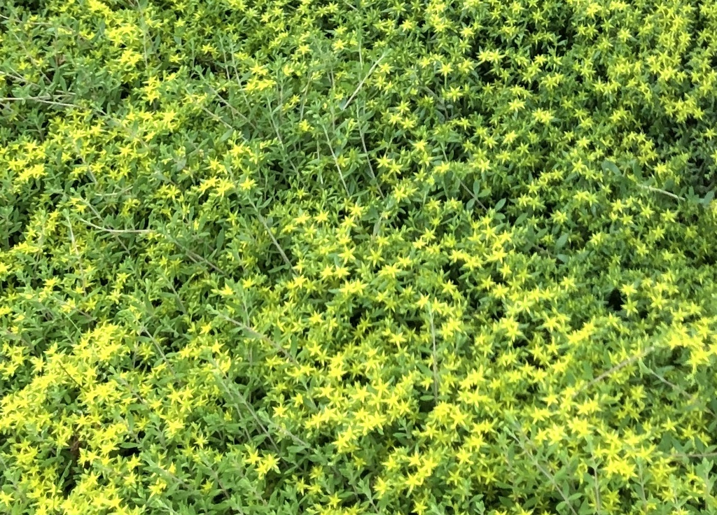 S. lineare habit, Warren County, NC