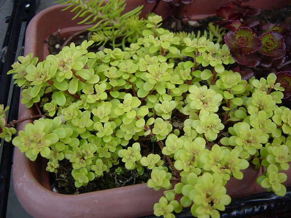 Sedum makinoi 'Ogon'