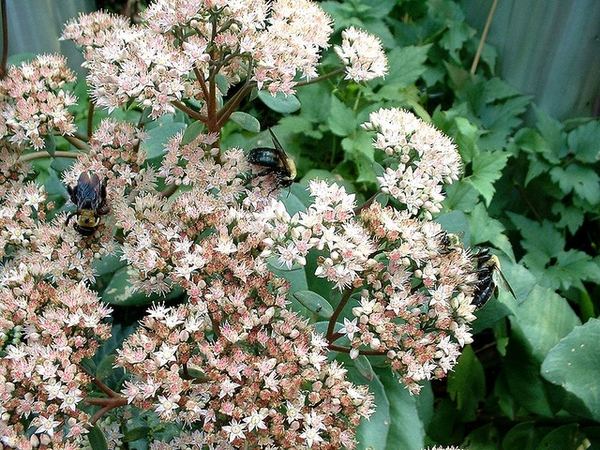 Sedum 'Matrona'