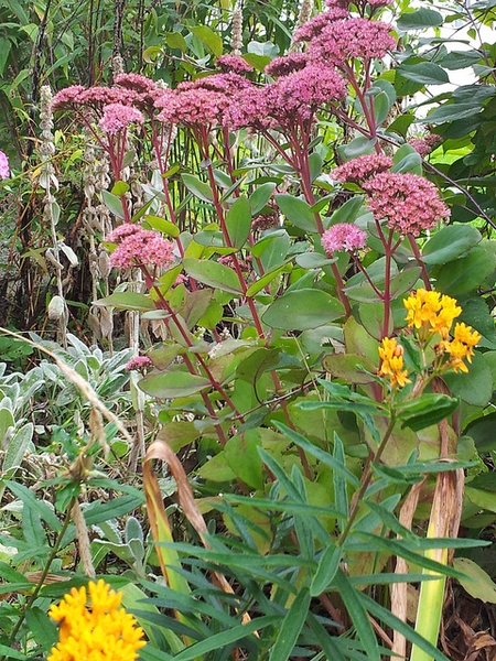 Sedum 'Matrona'