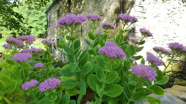 Sedum spectabile