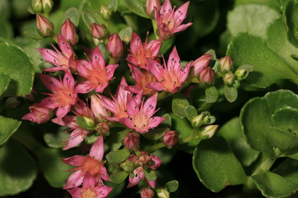 Dark pink, star-shaped flowers.