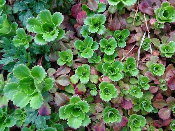 Phedimus spurius