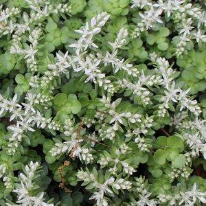 Sedum ternatum